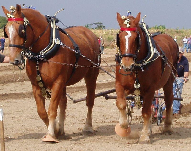 Suffolský kůň