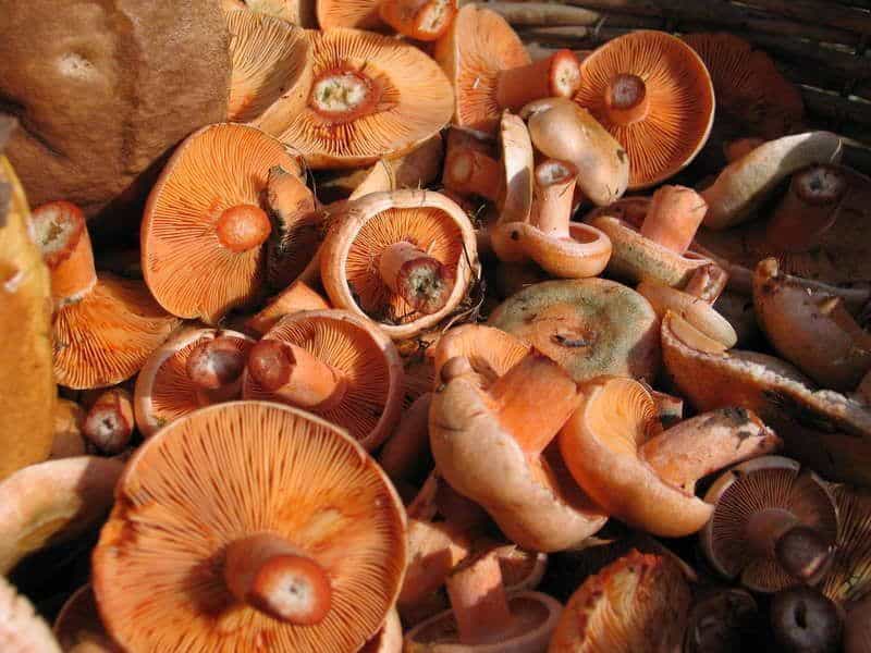 champignons saffraan melkdoppen