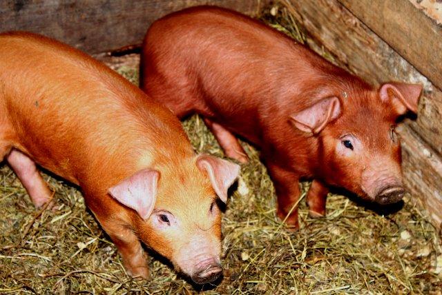 pig breeding