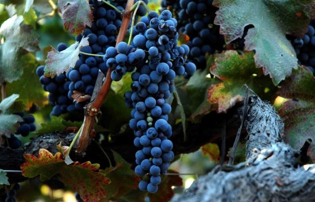 Hrozny Syrah