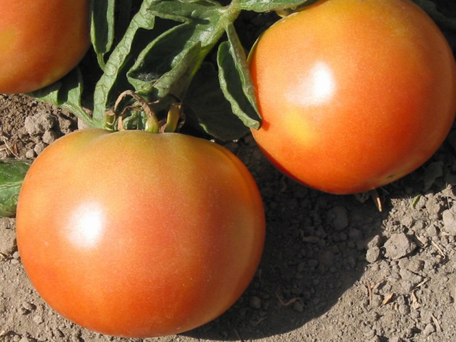 Tomate Katharina die Große Aussehen