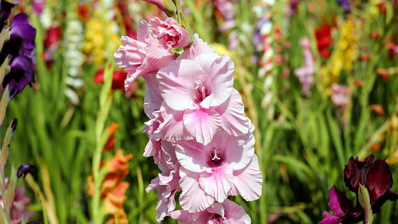 schöne Blume