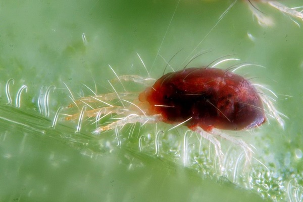 spider mite 