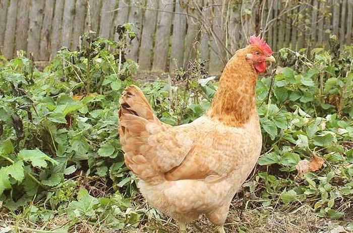 Tsarskoye Selo breed of chickens