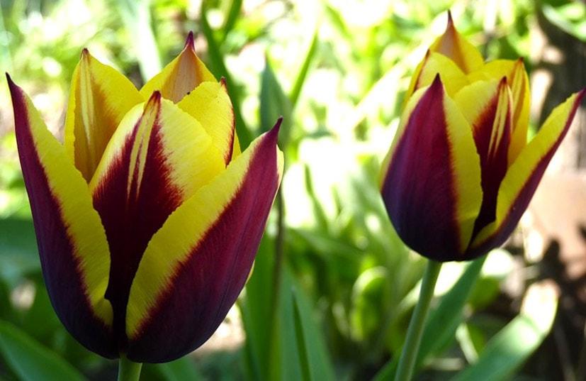 krásný tulipán
