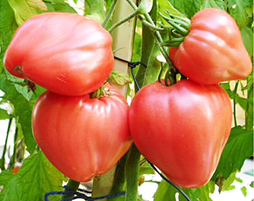 vzhled srdce z rajčete vola