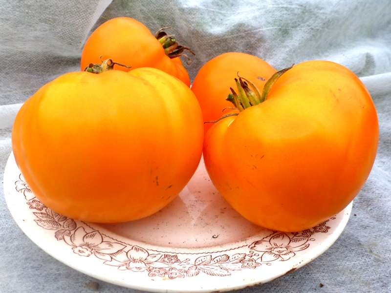 kamatis Orange Strawberry German sa isang plato