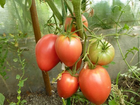 arbustos de tomate cardeal