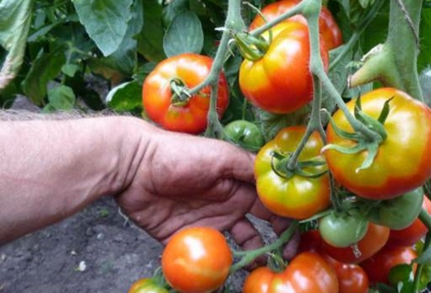 Labrador tomato bushes 