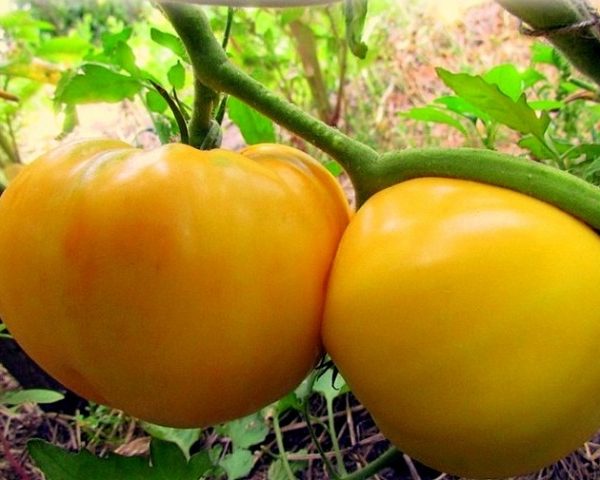 lemon giant tomato in the garden