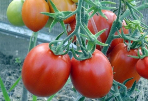 Marusya-Tomate im Freiland