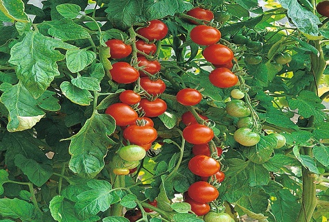 tomato branch