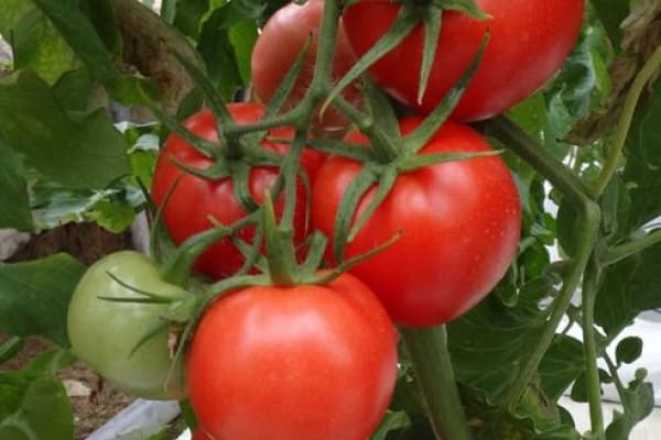 Auftritt eines Tomatenhändlers