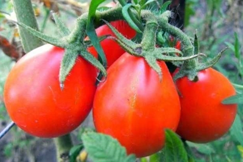 Rote Birnen-Tomatenbüsche