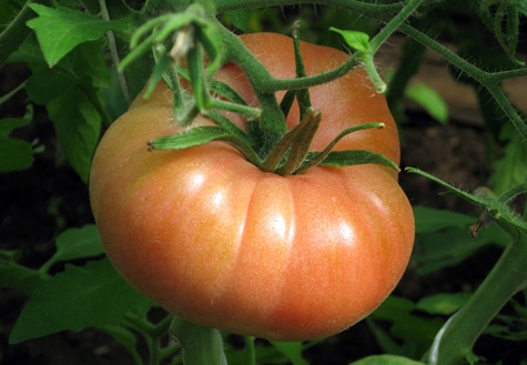 Aussehen tomatenrosa Wangen