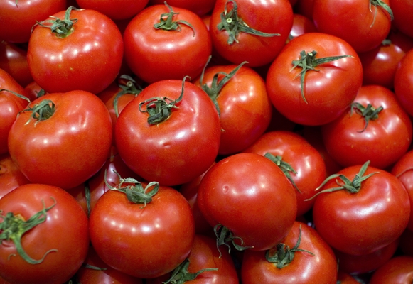 appearance of a quick tomato