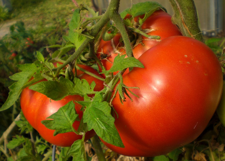 Tomaten auf einem Zweig