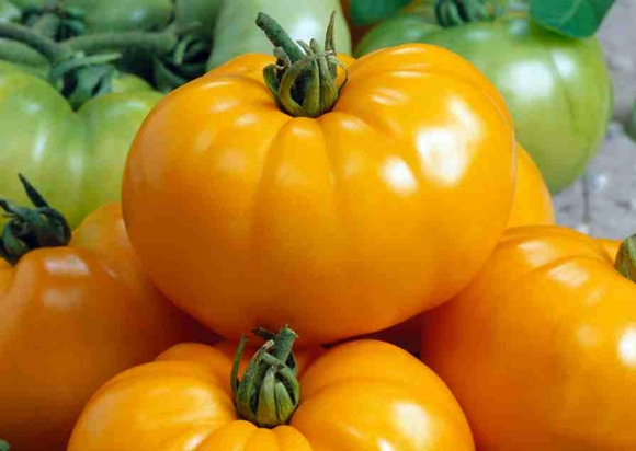 orange giant tomato appearance