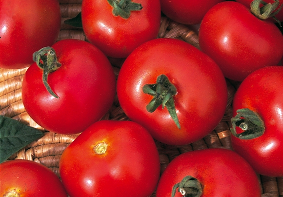 apparition du faiseur d'argent de la tomate