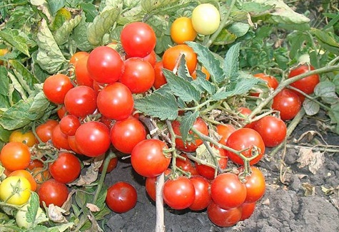 rajče Babiččina chlouba v zahradě