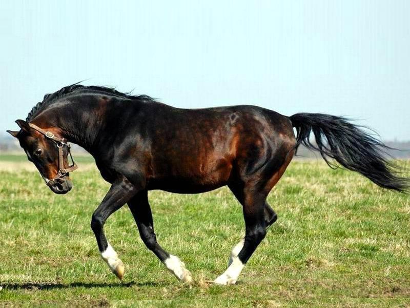 Trakehner-paardenras