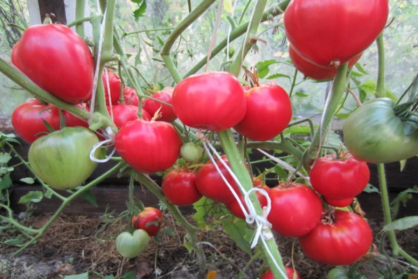 threads on fruits 