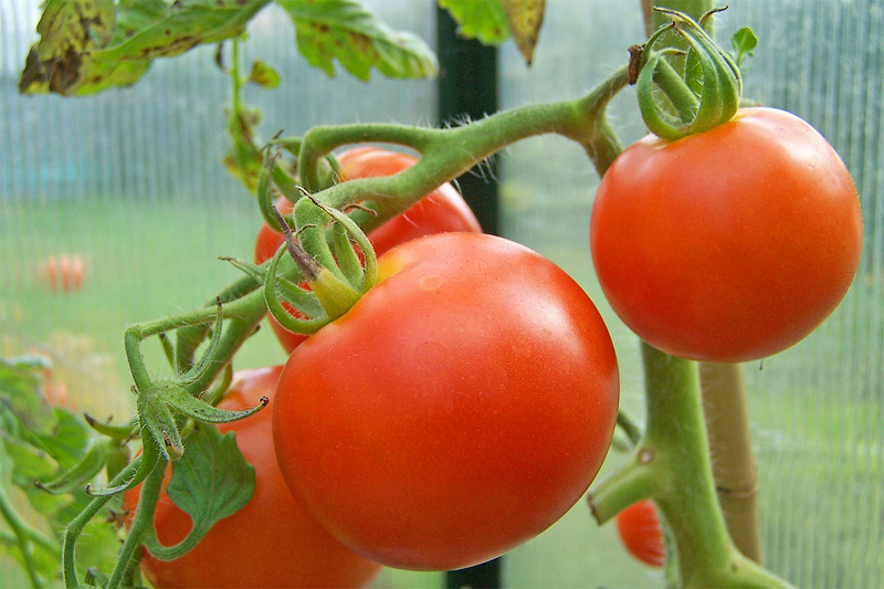 Rote Tomaten in einem Gewächshaus