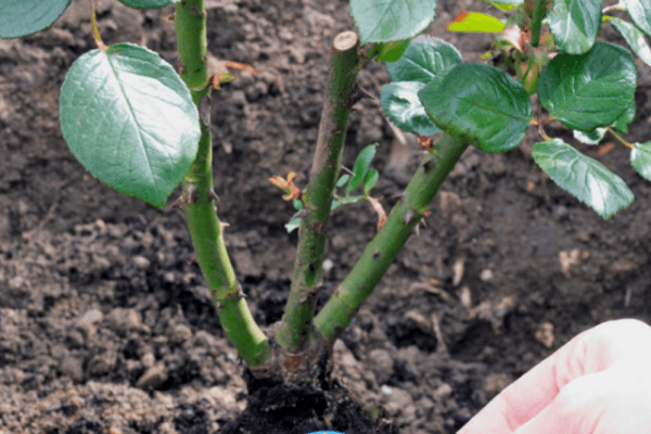 plantando rosas 