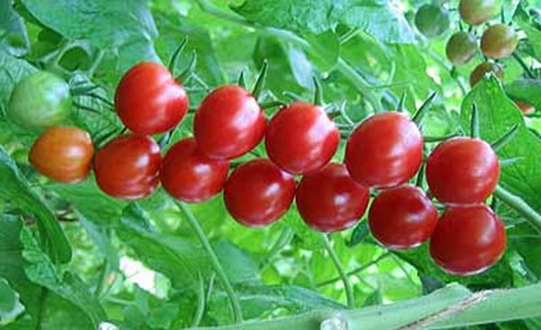 ambachtsman tomatenstruiken