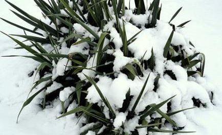 Yucca wintering