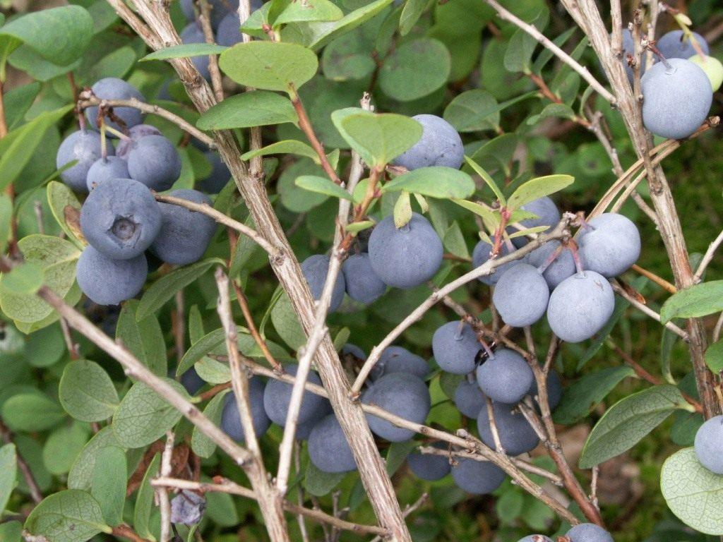 Malalties dels nabius del jardí i el seu tractament, mètodes de control de plagues