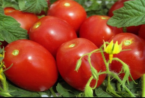 cíl v rajčatech