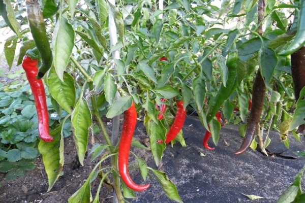 peperoncino