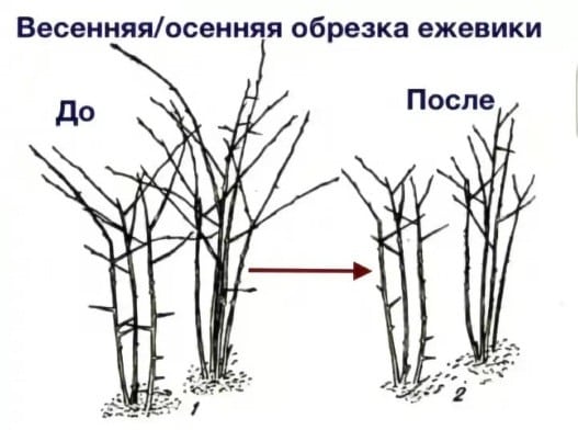 резитба на къпина