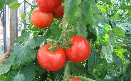 Vikomtové keře rajčat