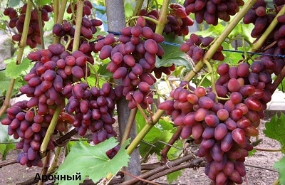 ענבים מקושתים