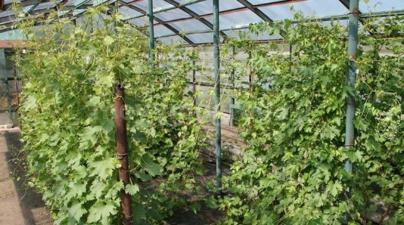 cultivo de uvas em estufa