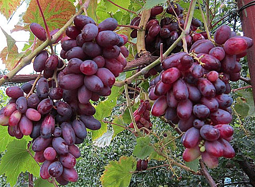 destaque de uvas