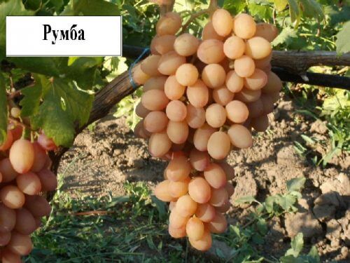 uvas rumba