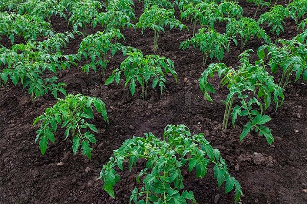 teknolohiya sa paglilinang ng agrikultura