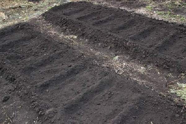 terra pronta 