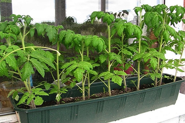 tomatoes on the windowsill