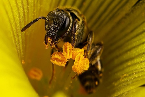 včely opylují 
