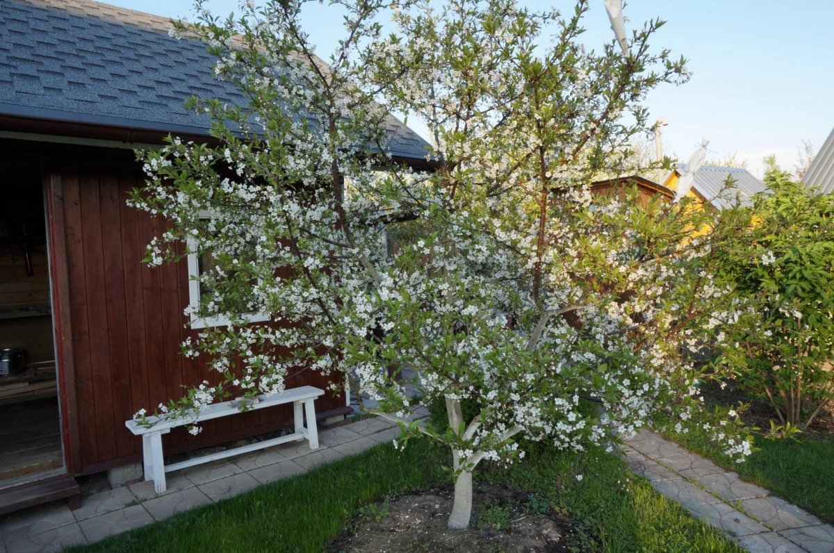 la poire ne porte pas de fruits