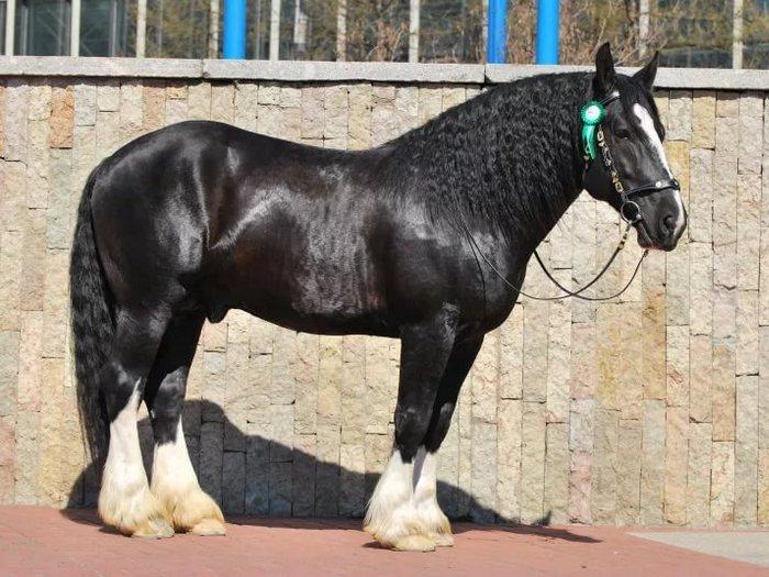 Vladimir draft horse breed