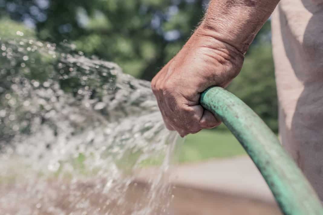 watering blackberries