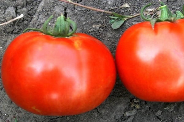 liegende Tomate 