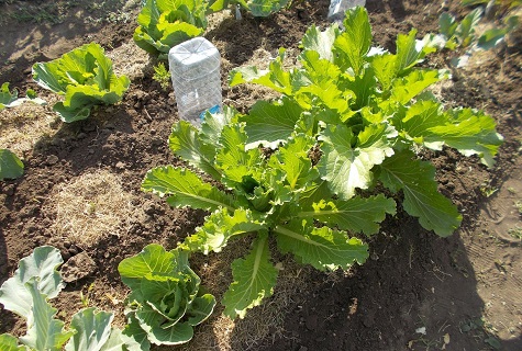 cruciferous flea beetle