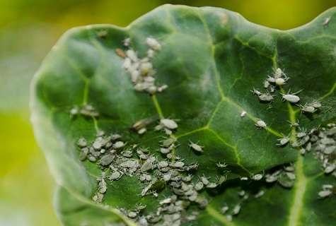 Blattläuse auf Kohl 