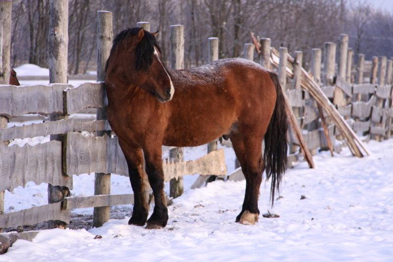 cavall Vyatka